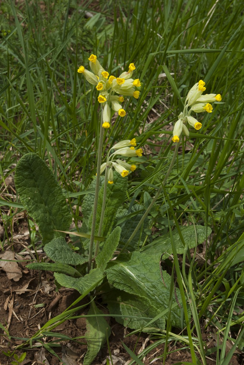 Primula veris, Cowslip